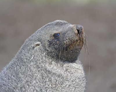 Seal, Antarctic Fur-122913-Bay of Isles, Salisbury Plain, S Georgia Island-#0058.jpg