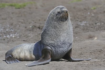 Seal, Antarctic Fur-122913-Bay of Isles, Salisbury Plain, S Georgia Island-#0115.jpg
