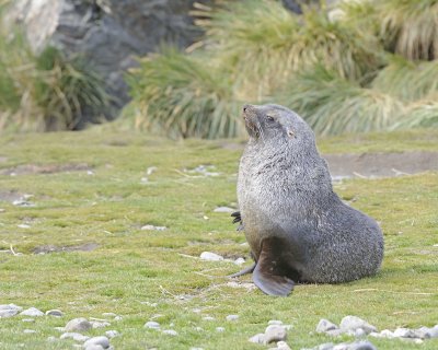 Seal, Antarctic Fur-123013-Fortuna Bay, S Georgia Island-#0099.jpg