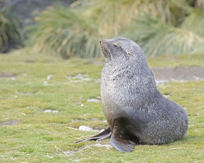Seal, Antarctic Fur-123013-Fortuna Bay, S Georgia Island-#0118.jpg