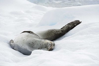 Seal, Leopard-011114-Penola Strait, Antarctic Peninsula-#1245.jpg