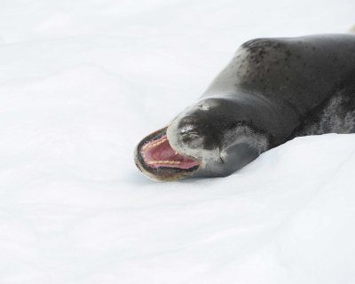 Seal, Leopard-011114-Penola Strait, Antarctic Peninsula-#1448.jpg