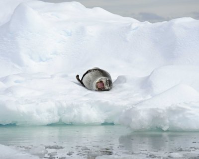 Seal, Leopard-011114-Penola Strait, Antarctic Peninsula-#1496.jpg