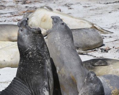 Seal, Southern Elephant, 2 Juvenile males fighting-122613-Sea Lion Island, Falkland Islands-#0548.jpg