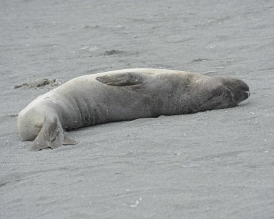 Seal, Southern Elephant-010114-St Andrews Bay, S Georgia Island-#1437.jpg