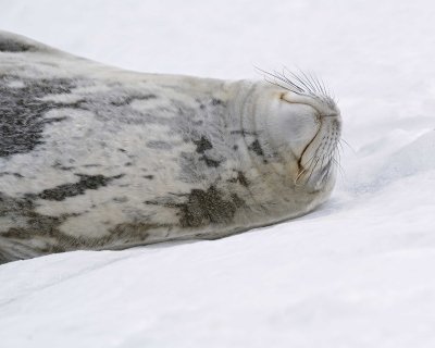 Seal, Weddell-010814-Elephant Point, Livingston Island-#0817.jpg