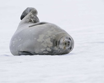 Seal, Weddell-010814-Elephant Point, Livingston Island-#0878.jpg
