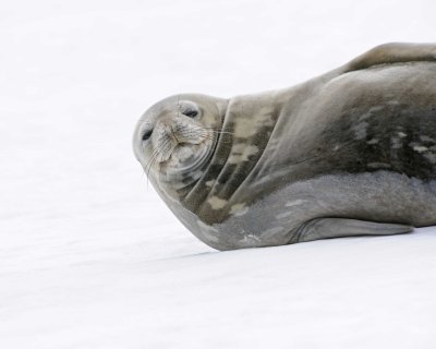 Seal, Weddell-010814-Elephant Point, Livingston Island-#0964.jpg