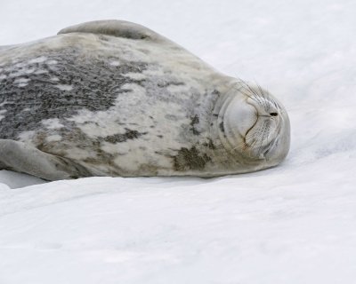 Seal, Weddell-010814-Elephant Point, Livingston Island-#0998.jpg