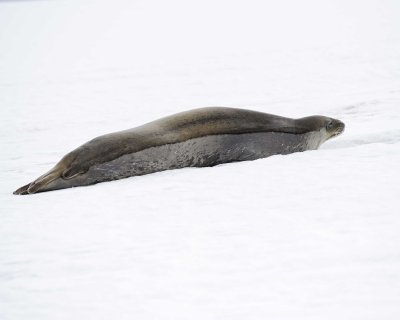 Seal, Weddell-010814-Elephant Point, Livingston Island-#1030.jpg