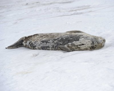 Seal, Weddell-010814-Elephant Point, Livingston Island-#1034.jpg