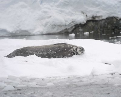 Seal, Weddell-010914-Antarctic Peninsula-#2106.jpg