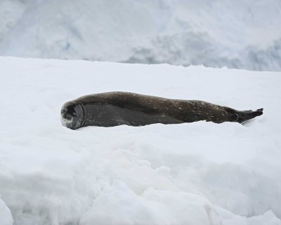 Seal, Weddell-011214-Errera Channel, Antarctic Peninsula-#2030.jpg