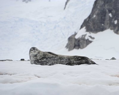 Seal, Weddell-011214-Errera Channel, Antarctic Peninsula-#2259.jpg