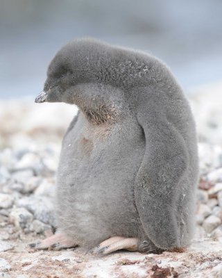 Penguin, Adelie, Chick-011114-Yalour Island, Antarctic Peninsula-#0625.jpg