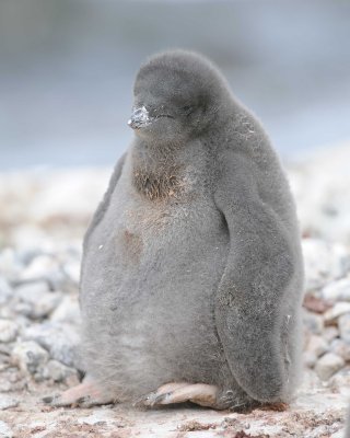 Penguin, Adelie, Chick-011114-Yalour Island, Antarctic Peninsula-#0632.jpg
