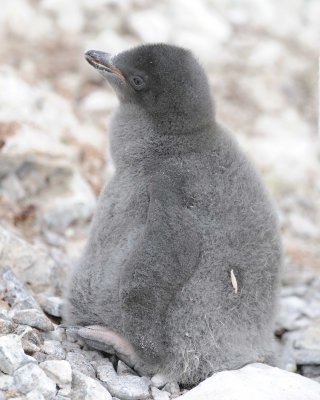Penguin, Adelie, Chick-011114-Yalour Island, Antarctic Peninsula-#0894.jpg