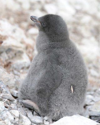 Penguin, Adelie, Chick-011114-Yalour Island, Antarctic Peninsula-#0908.jpg