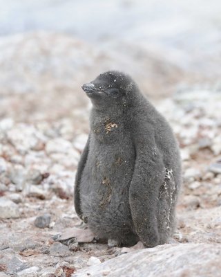 Penguin, Adelie, Chick-011114-Yalour Island, Antarctic Peninsula-#0941.jpg