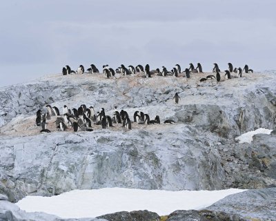 Penguin, Adelie, colony -011114-Yalour Island, Antarctic Peninsula-#0810.jpg