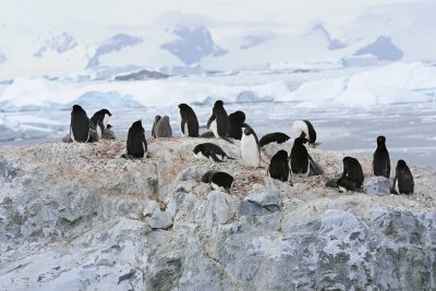 Penguin, Adelie, colony-011114-Yalour Island, Antarctic Peninsula-#0858.jpg