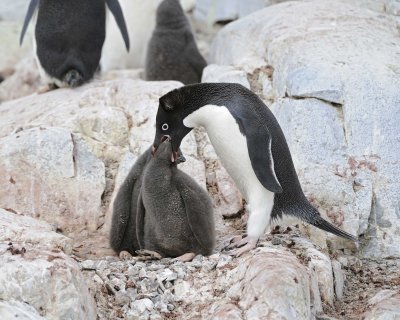 Penguin, Adelie, feeding Chicks-011014-Peterman Island, Antarctic Peninsula-#2782.jpg