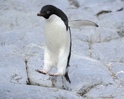 Penguin, Adelie, jumping-011014-Peterman Island, Antarctic Peninsula-#2829.jpg