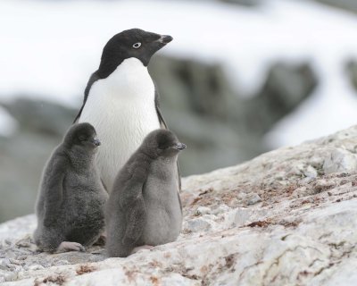 Penguin, Adelie, w 2 Chicks-011114-Yalour Island, Antarctic Peninsula-#0087.jpg