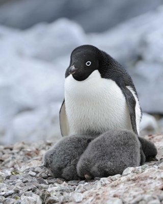 Penguin, Adelie, w 2 Chicks-011114-Yalour Island, Antarctic Peninsula-#0742.jpg