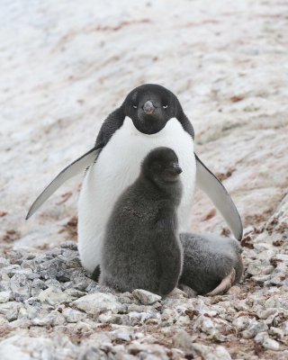 Penguin, Adelie, w 2 Chicks-011114-Yalour Island, Antarctic Peninsula-#1040.jpg