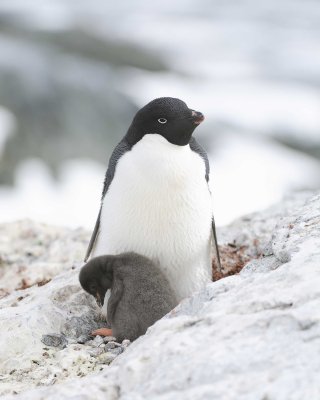Penguin, Adelie, w Chick-011114-Yalour Island, Antarctic Peninsula-#0062.jpg