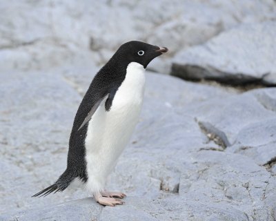 Penguin, Adelie-011014-Peterman Island, Antarctic Peninsula-#2798.jpg