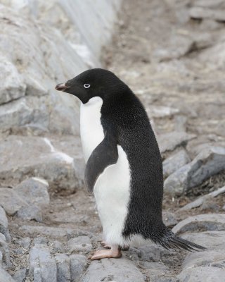 Penguin, Adelie-011014-Peterman Island, Antarctic Peninsula-#3103.jpg