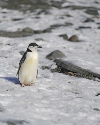 Penguin, Chinstrap-010614-Cape Lookout, Elephant Island-#0524.jpg