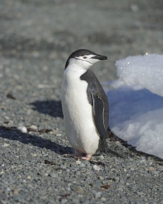 Penguin, Chinstrap-010614-Cape Lookout, Elephant Island-#1143.jpg