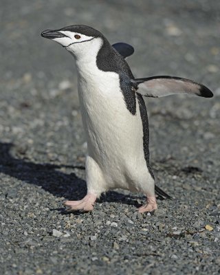 Penguin, Chinstrap-010614-Cape Lookout, Elephant Island-#1158.jpg