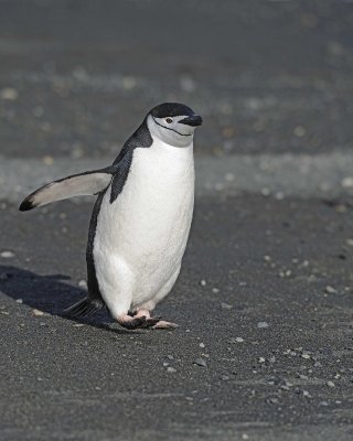 Penguin, Chinstrap-010614-Cape Lookout, Elephant Island-#1214.jpg
