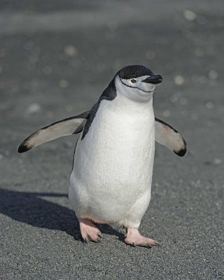 Penguin, Chinstrap-010614-Cape Lookout, Elephant Island-#1246.jpg