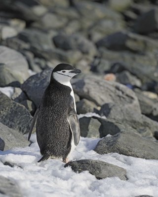 Penguin, Chinstrap-010614-Cape Lookout, Elephant Island-#1283.jpg