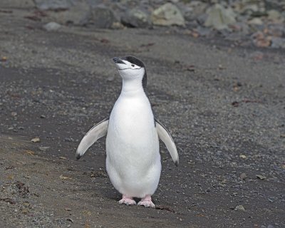 Penguin, Chinstrap-010814-Telefon Bay, Deception Island-#1111.jpg