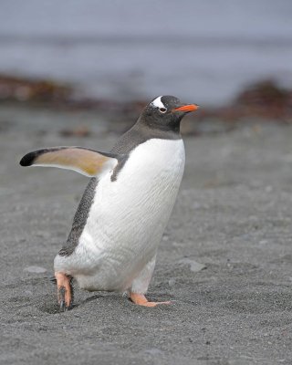 Pengiun, Gentoo-010814-Elephant Point, Livingston Island-#0582.jpg