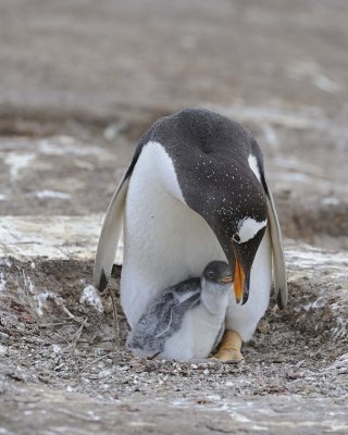 Penguin, Gentoo w Chick-122613-Sea Lion Island, Falkland Islands-#1273.jpg