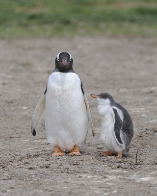 Penguin, Gentoo w Chick-122613-Sea Lion Island, Falkland Islands-#1363.jpg