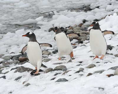 Penguin, Gentoo, 3-010914-Cuverville Island, Antarctic Peninsula-#1831.jpg