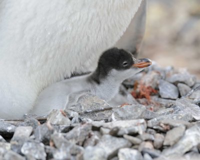 Penguin, Gentoo, Chick-011014-Jougla Point, Wiencke Island, Antarctic Peninsula-#1058.jpg
