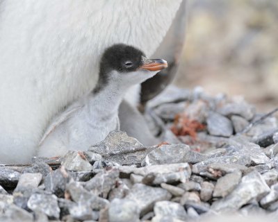 Penguin, Gentoo, Chick-011014-Jougla Point, Wiencke Island, Antarctic Peninsula-#1546.jpg