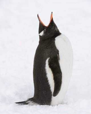 Penguin, Gentoo, calling-010914-Cuverville Island, Antarctic Peninsula-#2243.jpg