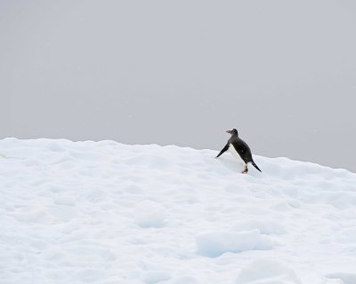 Penguin, Gentoo, climbing Iceberg-011214-Andvord Bay, Antarctic Peninsula-#1532.jpg