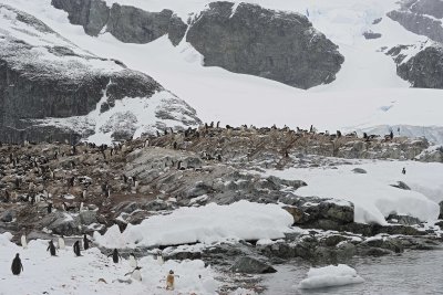 Penguin, Gentoo, colony-010914-Cuverville Island, Antarctic Peninsula-#1748.jpg