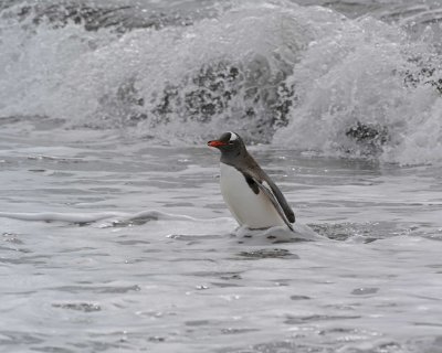 Penguin, Gentoo, coming out of water-010814-Elephant Point, Livingston Island-#0733.jpg